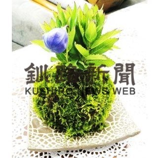 苔玉作って祖父母に贈ろう   参加小学生募集(2020-07-30)