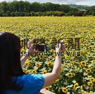 開陽の丘で１㌶のヒマワリ見頃(2020-08-19)