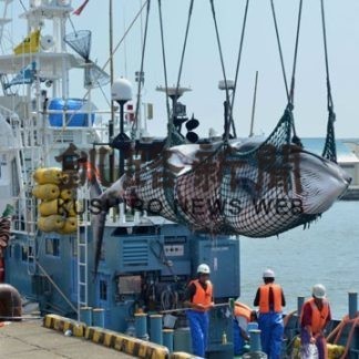 クジラ２頭水揚げ　釧路沖商業捕鯨(2020-08-21)