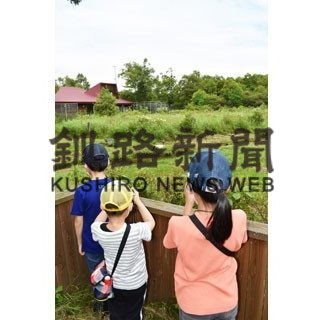 タンチョウを間近で観察(2020-08-13)