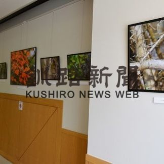 シマエナガ 四季折々(2020-08-20)