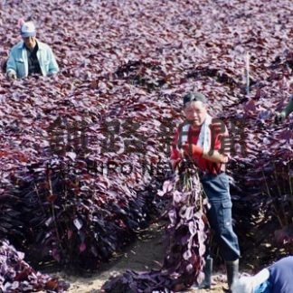 「鍛高譚」原料の赤シソ収穫始まる(2020-08-31)