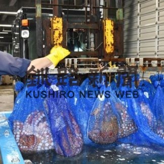 「金たこ」今季初出荷、例年並み３㌧(2020-08-06)