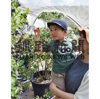 「大きくて甘い」　ブルーベリー狩り始まる(2020-08-12)