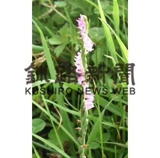 「ネジバナ」夏彩る(2020-08-23)