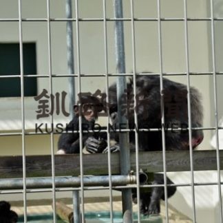 ２月誕生チンパンジー赤ちゃん、「つむぎ」命名(2020-09-21)