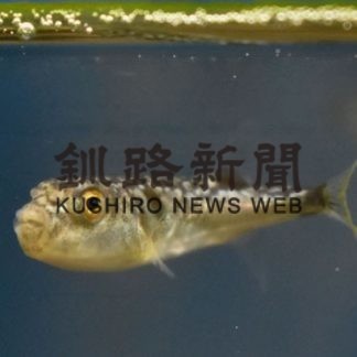 マフグ稚魚３０匹、元気に水槽泳ぐ(2020-09-04)