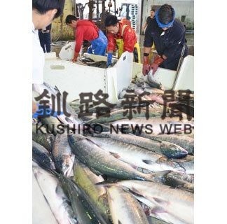 秋サケ初水揚げ、魚体大きく高値(2020-09-04)