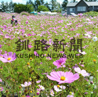 厚岸・のんき村　コスモス見ごろ(2020-09-09)
