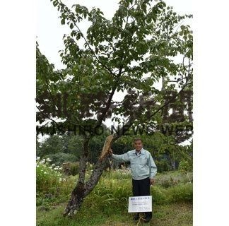 釧路八重が北の造園遺産に認定(2020-09-03)