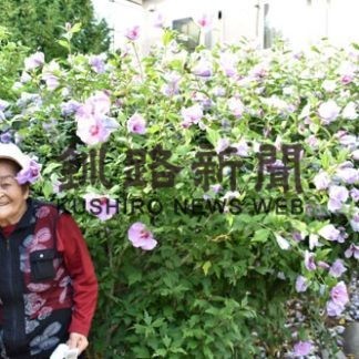 吉田さん宅の庭でムクゲの花満開(2020-09-06)