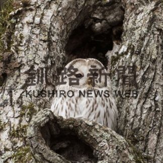 ふくろうからのメッセージ④お久しぶり(2020-10-24)