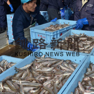 シシャモ漁スタート　厚岸漁協 11隻、１・５㌧水揚げ(2020-10-08)