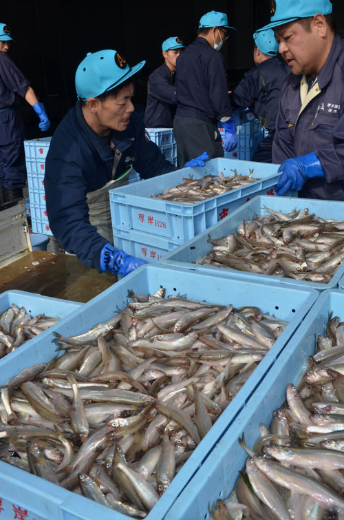 シシャモ漁スタート 厚岸漁協 11隻、1・5㌧水揚げ(2020-10-08)