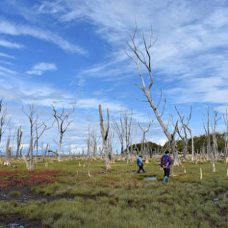 かつてのトドワラ体感を　国有林を散策、新ツアー(2020-10-09)