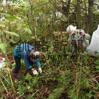 春採公園のオオハンゴンソウ除去(2020-10-19)