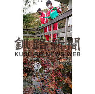 アッケシソウの人工栽培する郷土館で中学生が職場体験(2020-10-11)