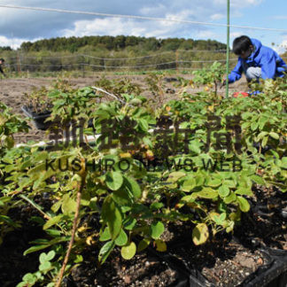 化粧品メーカー社員、有機ハマナス植栽(2020-10-08)