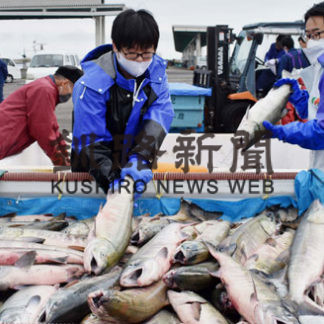 今年も秋サケ無償配布(2020-10-16)