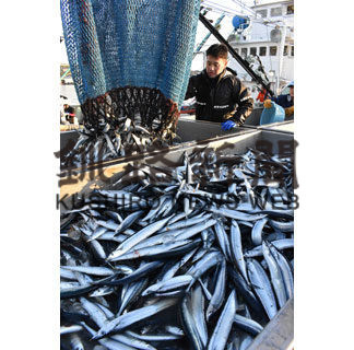 サンマ水揚げ今季最高(2020-10-11)