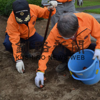 鳥取１０号公園花壇にチューリップ球根植栽(2020-10-17)