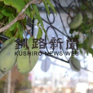 北国・釧路でもアケビたわわ　住民宅で４０個結実(2020-10-23)