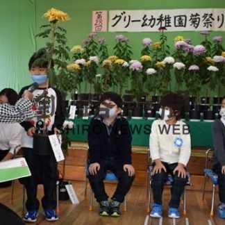 大輪の菊「きれいに咲いた」　グリー幼稚園 園児ら丹精込め育成(2020-10-26)