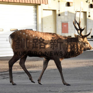 雄ジカ失恋？　花咲街道〝１匹〟トボトボ(2020-10-16)