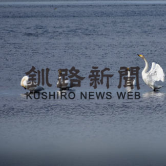 冬の使者 オオハクチョウ飛来　(2020-10-15)