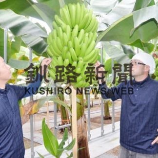 冷涼な釧路で南国バナナ　１本１０００円の高級品、全国へ(2020-11-15)