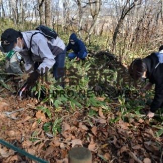 エンレイソウ守ろう　武佐の森でボランティアがササ刈り(2020-11-16)