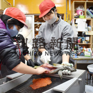 標津小５、６年生がサケの採卵や産卵観察(2020-11-14)