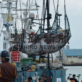 沿岸捕鯨26頭で終了　釧路沖、天候不順で７頭減(2020-11-13)
