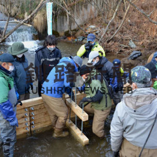 イトウ保護へ手作り魚道(2020-11-22)