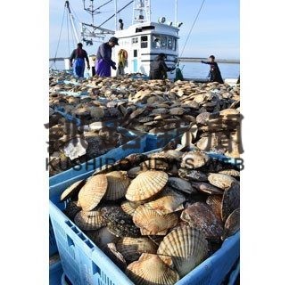 ホタテ１７．９㌧初水揚げ(2020-11-26)