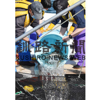 ベニザケ養殖実証２年目 稚魚へい死、夏場の高水温影響か(2020-11-14)