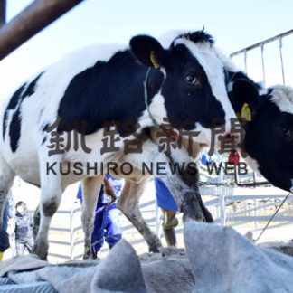 乳牛の夏季放牧終了(2020-11-05)