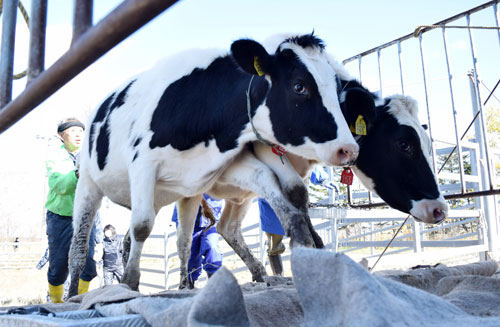 乳牛の夏季放牧終了(2020-11-05)