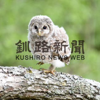 ふくろうからのメッセージ⑦すまし顔(2020-11-21)