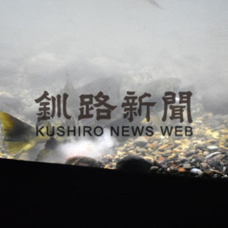 標津サーモン科学館　サケの産卵展示(2020-11-03)