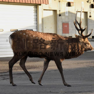 シカの交通事故大幅減(2020-11-03)
