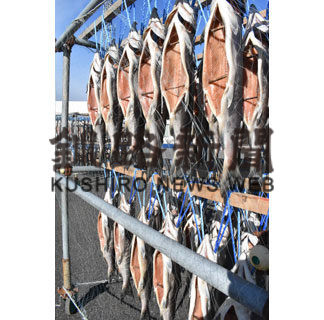 献上西別鮭浜風に揺れる　寒干し作業(2020-11-13)