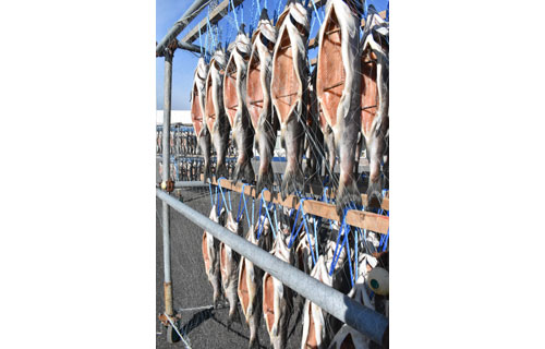 献上西別鮭浜風に揺れる 寒干し作業(2020-11-13)