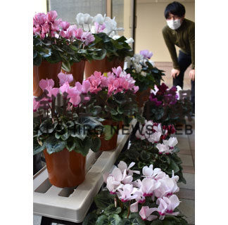 中標津農業高生が丹精　シクラメン販売(2020-12-13)