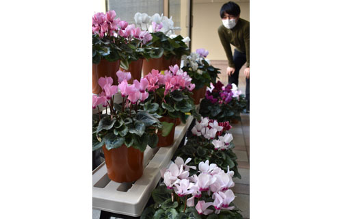 中標津農業高生が丹精 シクラメン販売(2020-12-13)