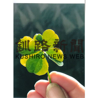 釧路の米谷さん八つ葉と九つ葉のクローバーを発見(2020-12-19)