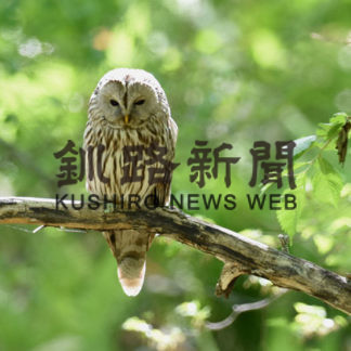 ふくろうからのメッセージ⑨しっかり者のお母さん(2020-12-05)