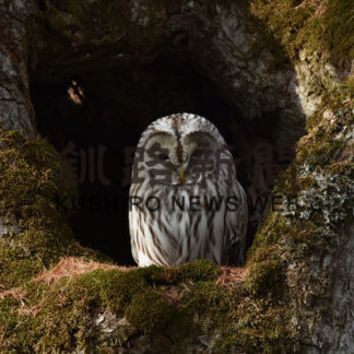 ふくろうからのメッセージ⑪飛んでいかないで(2020-12-26)