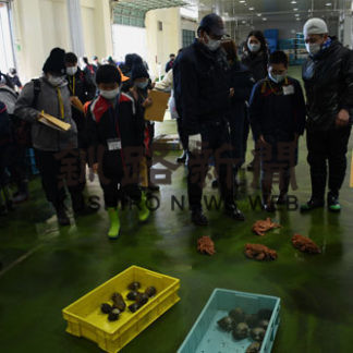 毛ガニの水揚げは何㌧？(2020-12-19)