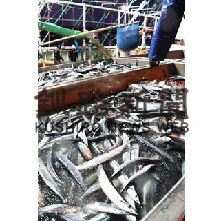 根室漁獲 ５万㌧割れ　６６年ぶり、サンマ不良が要因(2020-12-25)